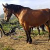 Cavallo accanto a una bicicletta.
