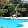 Una piscina circondata da piante, con sdraio sotto una palma.