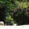 Sentiero alberato immerso nel verde con fiori e piante rigogliose.