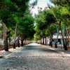 Viale alberato con pavimento in pietra.