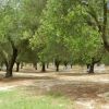 Uliveto con lettini sparsi tra gli alberi.