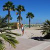 Palms and beach path under blue sky.