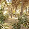 Sentiero in un bosco di pini con alberi alti.