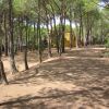 Una strada sterrata in un bosco con edifici gialli.