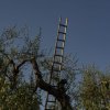 Scala appoggiata a un albero contro il cielo blu.