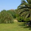 Un giardino con palme e ampio prato verde.