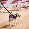 Cane al guinzaglio su passerella di sabbia.