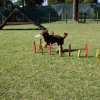 Cane con frisbee su un percorso ad ostacoli.