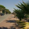 Una passeggiata ombreggiata da palme, con marciapiede e pista ciclabile.