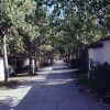 Un viale alberato con case basse ai lati.