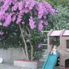 Giardino con albero di fiori viola e scivolo accanto a una casetta.
