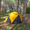 Tenda gialla e nera in una pineta.