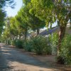 Viale alberato con cespugli verdi.